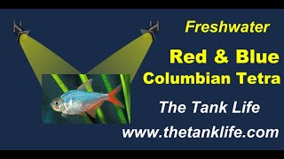 Red and Blue Columbian Tetra Freshwater Fish  Spotlight on Fish by The Tank Life 1 [upl. by Herbst829]