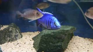 Copadichromis azureus Mbenji [upl. by Eenrahc535]