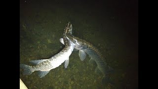 Craziest Pike Attacks amp Eats [upl. by Salvatore]