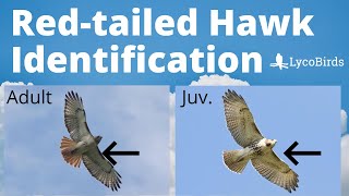 How to Identify a Redtailed Hawk  Raptor Identification [upl. by Nancy273]