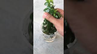 PROPAGATE Creeping Fig Ficus Pumila EASILY [upl. by Larret671]