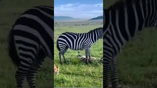 Mother zebra 🦓 trying to rescue her Foal wildlifesaudiarabiadisneytravel vlogviralvideo [upl. by Serafina]