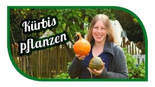 Kürbis erfolgreich anbauen 🎃 Hokkaidokürbis richtig Lagern 🎃 Kürbisgewächse im Gemüsegarten [upl. by Augustina504]