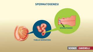 testicoli e spermatozoi [upl. by Nahshu]