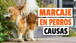 🐶MARCAJE EN PERROS Por Qué Orina En Tantos Lugares [upl. by Llertnad723]