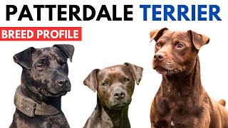 Patterdale Terrier Breed Profile History  Price  Traits  Patterdale Terrier Grooming Needs [upl. by Shawnee]