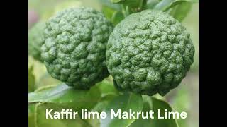 Kaffir lime Makrut Lime [upl. by Uchida]