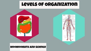 Levels of Organization in Biology [upl. by Oyr]