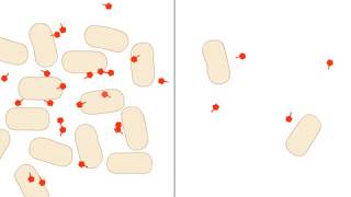 Quorum Sensing [upl. by Yhotmit]