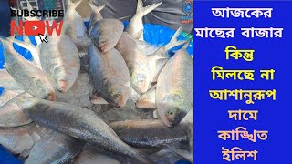 আজকের মাছের বাজারে ইলিশ ও অন্যান্য মাছের দাম কেমন নারায়ণগঞ্জের ৫ নংঘাট থেকে ঘুরে যা জানতে পারলাম [upl. by Newo]