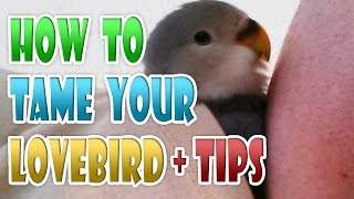 How To Tame Your Lovebird in 5 STEPS amp TIPS Taming Agapornis Tamed Love Bird Parrot [upl. by Manvel]