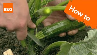 How to grow amp harvest courgettes [upl. by Obed]