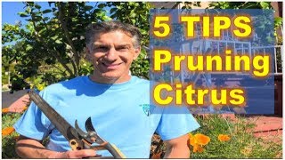 5 Tips on PRUNING amp SHAPING FRUIT Citrus TREES [upl. by Ariem]