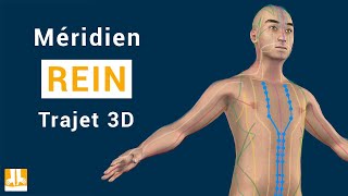 Méridien Rein  Trajet 3D point par point [upl. by Dew237]