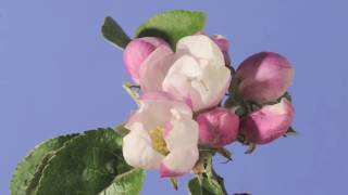 Apple blossom time lapse Warners King [upl. by Olegnaid496]