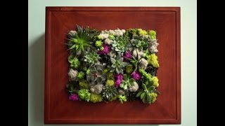 How to Make a Succulent Wall Garden with a Picture Frame [upl. by Aiyotal]