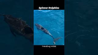 Spinner Dolphins POP UP Right in Front of us dolphins [upl. by Sharity]