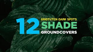 12 ShadeLoving Groundcover Plants to Brighten Up Your Garden’s Dark Spots [upl. by Aruat638]