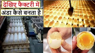 देखिए फैक्ट्री में अंडे कैसे बनाए जाते हैं  anda kaise banta hai  How Eggs Are Made In Factory [upl. by Yarvis]