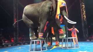 UniverSoul Circus  ATL  Soul Circus Divas amp Elephants quotLimboquot [upl. by Erving]