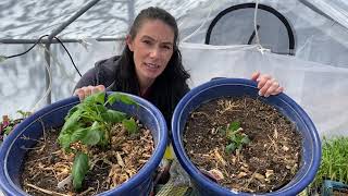 Potting Dahlia Crocosmia and Acidanthera [upl. by Orihakat]