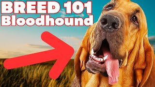 BREED 101 BLOODHOUND Everything You Need To Know About The BLOODHOUND [upl. by Tomas80]