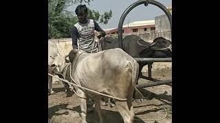 How to castrate a Bull  BULL CASTRATION [upl. by Steinberg]