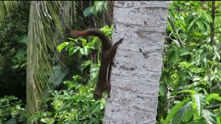 Squirrel wagging its tail with sounds [upl. by Eddra]