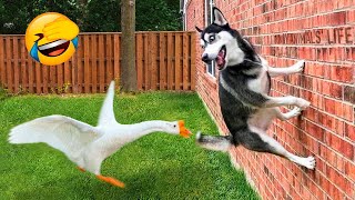 Funny Dogs And Cats Videos 2023 😅👌  Best Animal Videos Of The Month 😁 2 [upl. by Roice217]