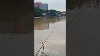 MANCING DASARANmancing sungaicisadanefishing teknikmancing kailpancing youtube youtubeshorts [upl. by Lexine]