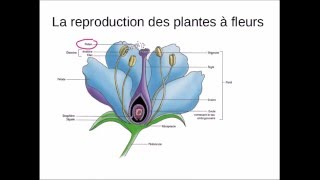 La reproduction des êtres vivants [upl. by Carson]