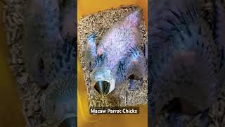 Macaw Parrot Chicks  Parrots Chicks  Exotic Parrots [upl. by Cowles320]