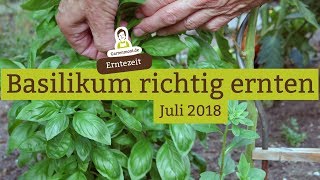 Basilikum richtig ernten und schneiden [upl. by Deny]