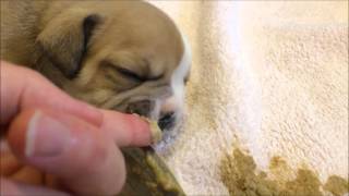 Weaning English Bulldog Puppies [upl. by Suoivatra]