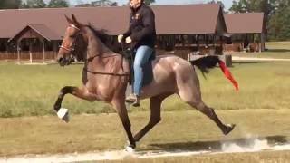 Crimson Pizazz American Standardbred Speed Racking Horse [upl. by Lertnek]