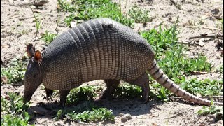 Ninebanded Armadillo [upl. by Betty]