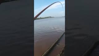 Mancing ikan kelabau besar shortvideo shorts [upl. by Stauder]