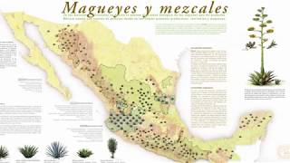 What is mezcal MEZCAL EXPLAINED IN 5 MINUTES [upl. by Donaugh]