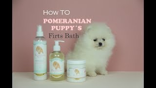 POMERANIAN Puppies first bath pomeranian grooming tips Cachorros Pomerania peluqueria pomerania [upl. by Yngiram]