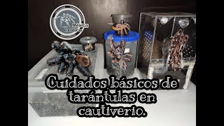 Cuidados básicos de tarántulas en cautiverio [upl. by Finnegan377]