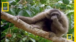 The Swinging Gibbon  National Geographic [upl. by Ursulette208]