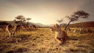 Nat Geo WIld Wildlife of AFRICA Documentary HD [upl. by Sivia29]