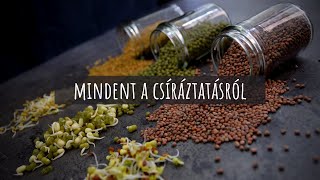 Mindent a csíráztatásról  házilag egyszerűen olcsón [upl. by Akeryt]