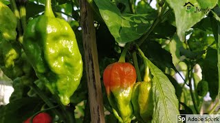 Growing and caring for Ghost pepperNaga chilli Bhut bhoot Jolokia [upl. by Urban848]