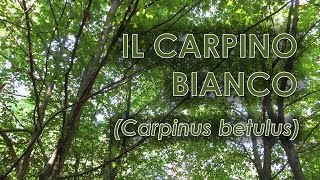 Carpino bianco Carpinus betulus [upl. by Mccullough758]