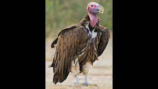 LappetFaced Vulture Sound Effects 🦅 🔊 [upl. by Blatman675]