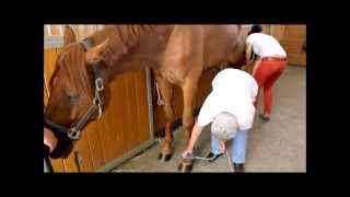 Equine Shock Wave Therapy MASTERPULS demonstration [upl. by Neelyak583]