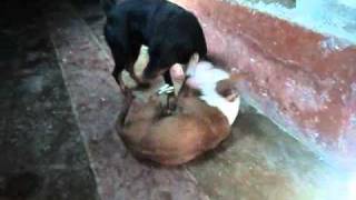 Pelea sangrienta entre Pitbull y un Rottweider [upl. by Friend]