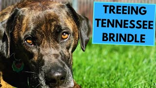 Treeing Tennessee Brindle  TOP 10 Interesting Facts [upl. by Cohleen]