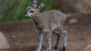 Klipsringer Calf Leaps Into Hearts at the San Diego Zoo [upl. by Kaye]